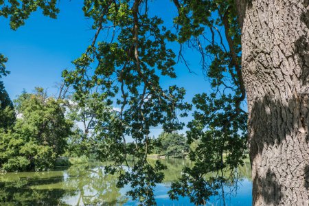 Foto de Roble de verano, Quercus robur, en el parque forestal de Moravia junto al lago - Imagen libre de derechos