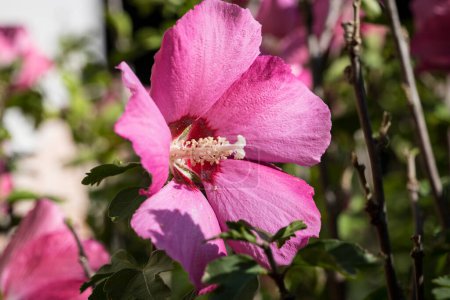 Foto de Detalle de flor de hibisco, Hibiscus - Imagen libre de derechos