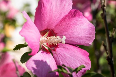 Téléchargez les photos : Détail de fleur d'hibiscus, Hibiscus - en image libre de droit
