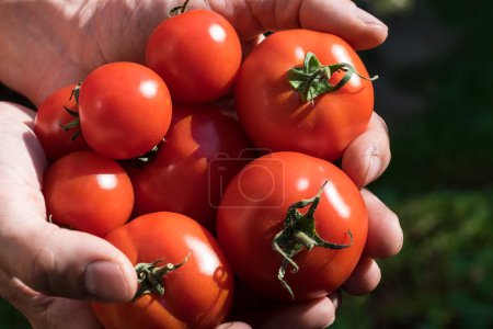 Foto de Tomates cultivados en un invernadero cosechado por un jardinero - Imagen libre de derechos