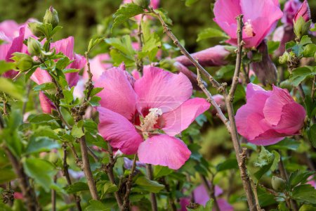 Foto de Detalle de flor de hibisco, Hibiscus - Imagen libre de derechos
