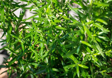 Téléchargez les photos : Rosmarinus officinalis dans le jardin - en image libre de droit