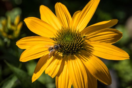 Téléchargez les photos : Echinacea purpurea détail de fleur dans le jardin avec une abeille - en image libre de droit