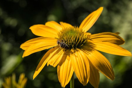 Téléchargez les photos : Echinacea purpurea détail de fleur dans le jardin avec une abeille - en image libre de droit