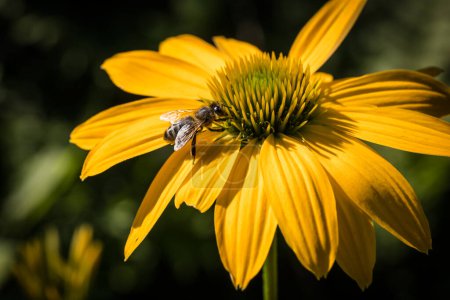 Photo for Echinacea purpurea flower detail in the garden with a bee - Royalty Free Image