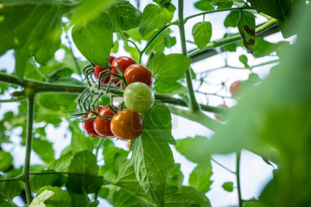 Photo for Detail tomato fruit in the greenhouse - Royalty Free Image