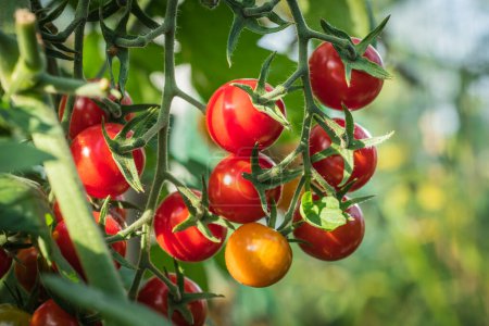 Photo for Detail tomato fruit in the greenhouse - Royalty Free Image