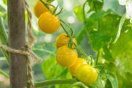 Foto de Detalle de la fruta del tomate en el invernadero - Imagen libre de derechos