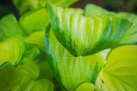 Téléchargez les photos : Belles feuilles Hosta dans le jardin - en image libre de droit