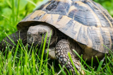 Téléchargez les photos : Eastern Hermann's tortoise, European terrestrial turtle, Testudo hermanni boettgeri, turtle on the lawn in nature - en image libre de droit
