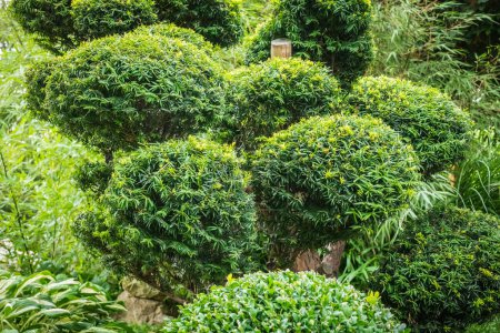 Téléchargez les photos : Couper les buissons en nuages Jardin japonais - en image libre de droit