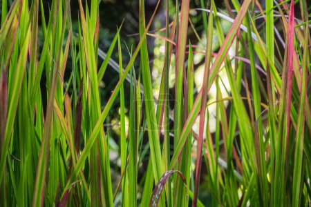 Téléchargez les photos : Imperata cylindrica belle herbe dans le jardin - en image libre de droit