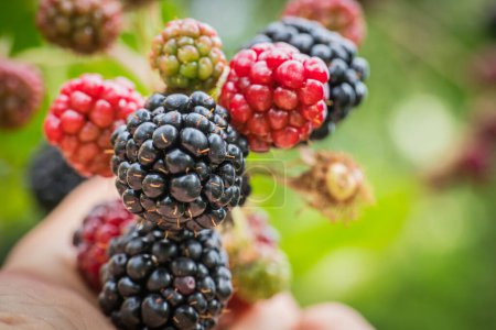 Photo for Good blackberries in the garden - Royalty Free Image