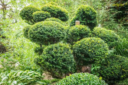Téléchargez les photos : Couper les buissons en nuages Jardin japonais - en image libre de droit