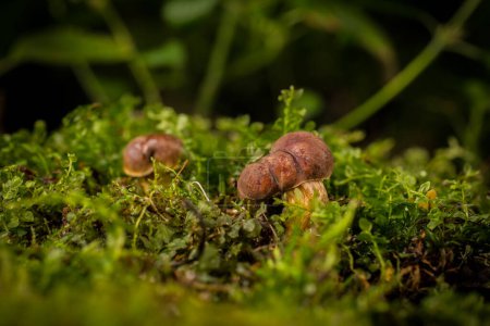 Téléchargez les photos : Champignon dans la mousse dans la forêt - en image libre de droit