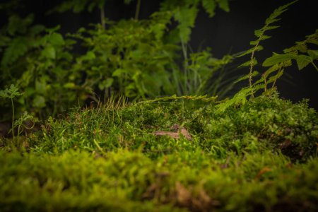 Foto de Hongo Cantharellus cibarius en el musgo en el bosque - Imagen libre de derechos