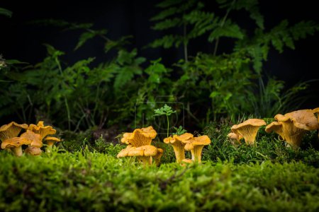 Foto de Hongo Cantharellus cibarius en el musgo en el bosque - Imagen libre de derechos