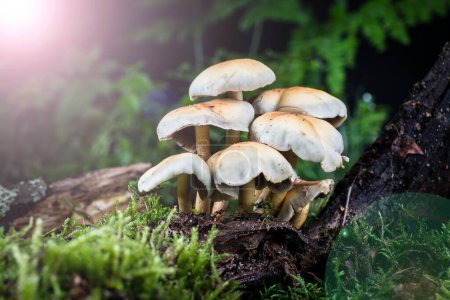 Photo for Mushroom  in the moss in the forest - Royalty Free Image