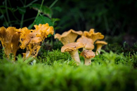 Photo for Mushroom Cantharellus cibarius in the moss in the forest - Royalty Free Image