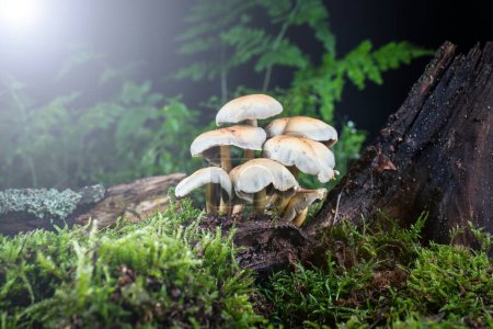 Photo for Mushroom  in the moss in the forest - Royalty Free Image