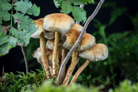 Photo for Mushroom in the moss in the forest - Royalty Free Image
