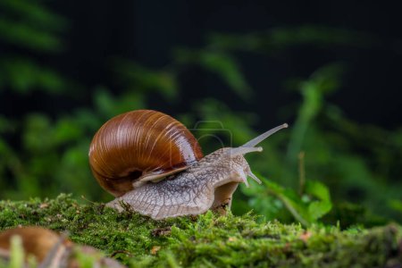 Photo for Garden snail on moss in the forest - Royalty Free Image