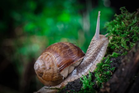Photo for Garden snail on moss in the forest - Royalty Free Image