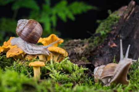 Photo for Garden snail on moss in forest with mushroom - Royalty Free Image