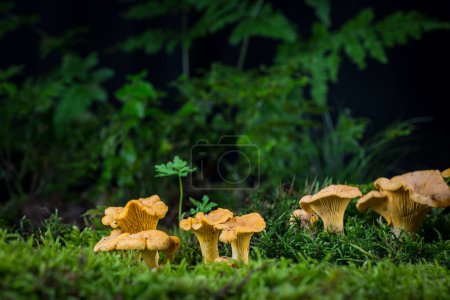 Photo for Mushroom Cantharellus cibarius in the moss in the forest - Royalty Free Image