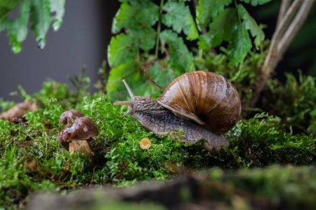 Téléchargez les photos : Escargot de jardin sur la mousse dans la forêt - en image libre de droit