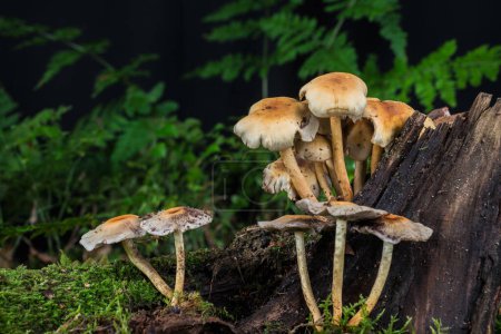 Téléchargez les photos : Escargot de jardin sur mousse en forêt avec champignon - en image libre de droit