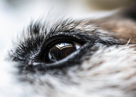 Téléchargez les photos : Détail de l'oeil de chien ouvert avec fenêtre réfléchie sur la pupille. - en image libre de droit