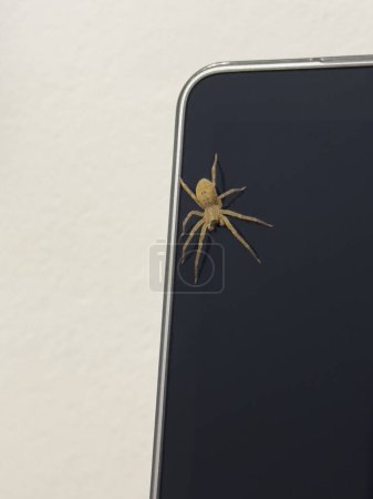 Téléchargez les photos : Une araignée sur l'écran d'un ordinateur au bureau lors d'une réunion d'affaires. - en image libre de droit