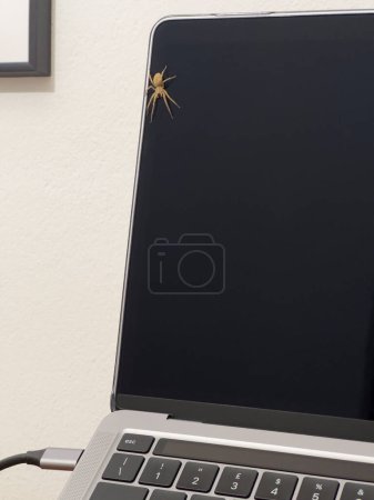 Photo for A spider on the screen of a computer in office during a business meeting. - Royalty Free Image