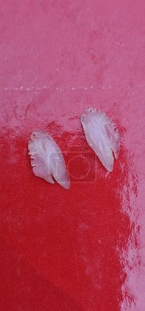 Photo for Otohith of perch, these species have particularly large otohithts, statoconium or otoconium or statolith, is a calcium carbonate structure in the saccule or utricle of the inner ear, specifically in t - Royalty Free Image