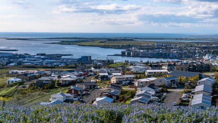 Téléchargez les photos : Vue sur la ville de Hafnarfjordur, Islande avec le port en arrière-plan. Ce port sûr est le port d'attache de nombreux bateaux de pêche et navires. Lupines au premier plan. - en image libre de droit