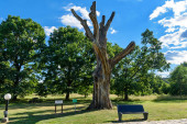 Historical Landmark Remains of Old Oak Tree in Takovo Park Stickers #621239686