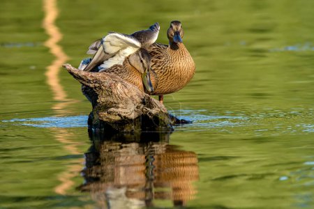 Photo for Ducks on the Danube River in Serbia - Royalty Free Image