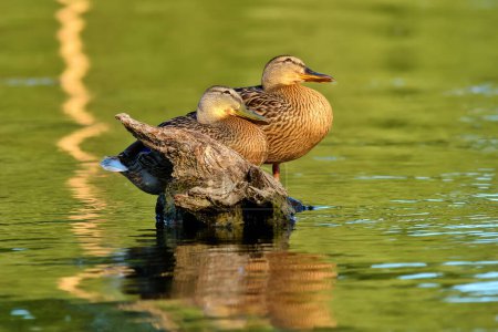 Photo for Ducks on the Danube River in Serbia - Royalty Free Image