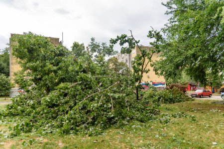 Téléchargez les photos : La tempête a brisé les arbres. Arbres reportés après la tempête - en image libre de droit