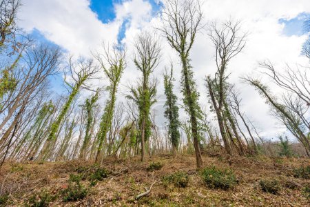 Arboles talados. Cortando bosques y destruyendo en Fruska Gora en Serbia