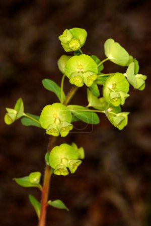 Spurge flowers (Euphorbia Amygdaloides) in nature