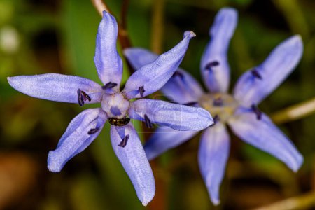 Scilla bifolia oder Alpine Quietsche oder Zweiblättrige Quietsche hellblaue Glocke. Großaufnahme Scilla bifolia blüht.