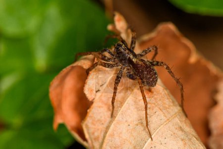 Foto de Hermosa macro disparo de araña del bosque Lycosidae. - Imagen libre de derechos