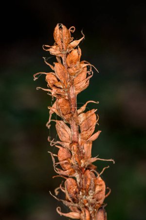 Withered flowers, and one fruit; lesser broomrape (orobanche minor)