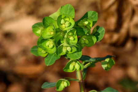 Téléchargez les photos : Épurger les fleurs (Euphorbia Amygdaloides) dans la nature - en image libre de droit