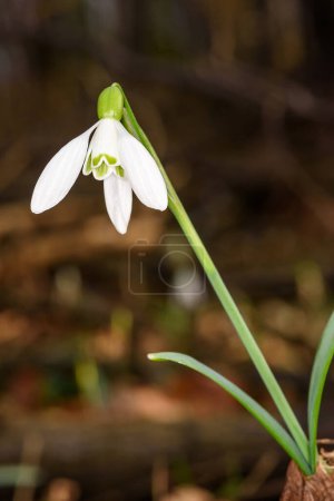 First snowdrops (Galanthus nivalis) in the forest in spring 