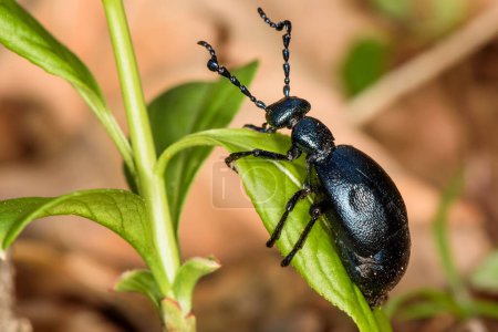 Escarabajo de aceite negro, Meloe proscarabaeus, bastante morado.