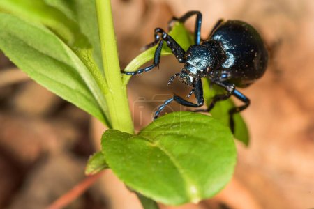 Escarabajo de aceite negro, Meloe proscarabaeus, bastante morado.