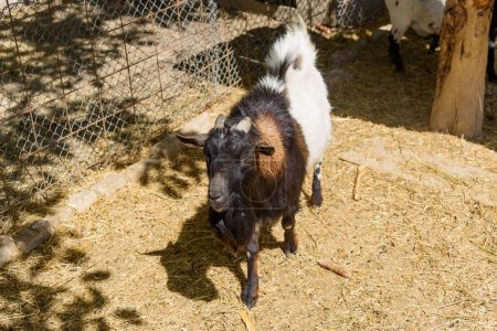 A pygmy goat in farm